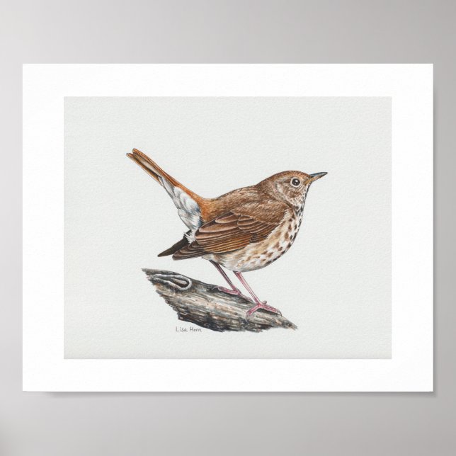 Hermit Thrush Art Print (Front)