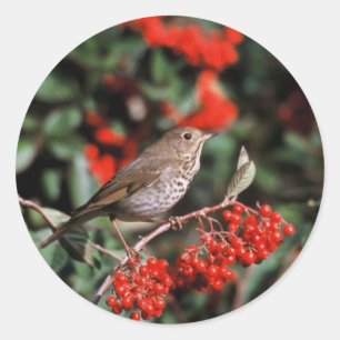 Hermit Thrush Classic Round Sticker