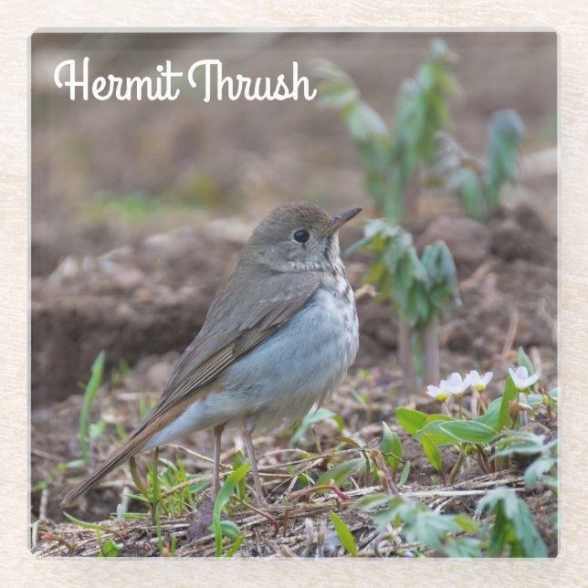Hermit Thrush Glass Coaster (Front)