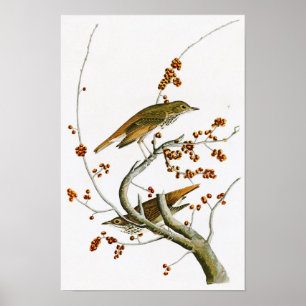 Hermit Thrush John James Audubon Birds of America Poster