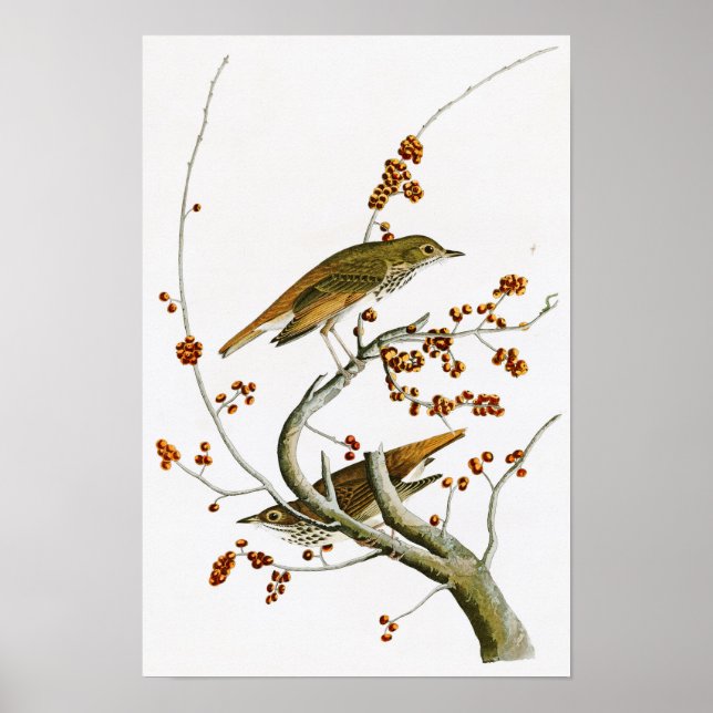 Hermit Thrush John James Audubon Birds of America Poster (Front)