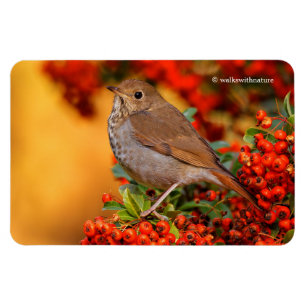 Hermit Thrush Songbird on Scarlet Firethorn Magnet