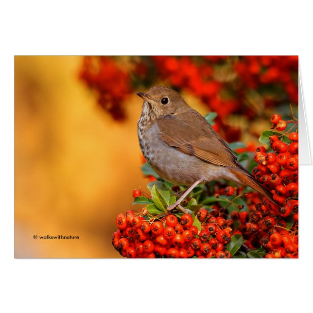 Hermit Thrush Songbird on the Scarlet Firethorn (Front Horizontal)