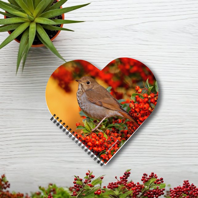 Hermit Thrush Songbird on the Scarlet Firethorn Notebook (Hermit Thrush on the Scarlet Firethorn Journal Cover Photo)