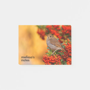 Hermit Thrush Songbird on the Scarlet Firethorn Post-it Notes