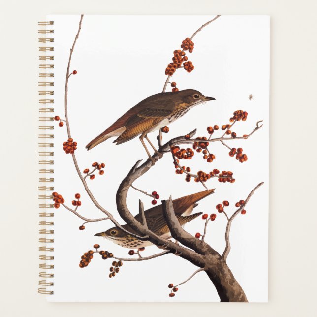 Hermite Grive Audubon Oiseau aux baies rouges (Devant)