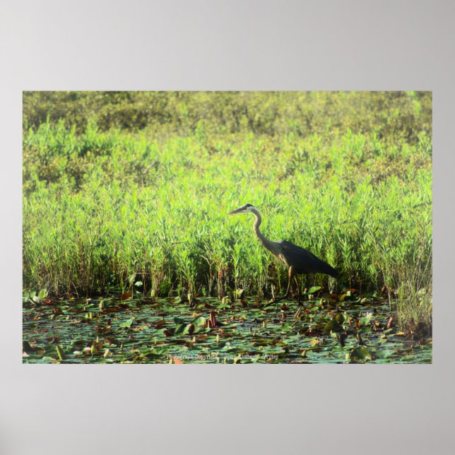 Heron 6449 poster (Front)