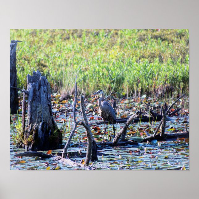 Heron 6467 poster (Front)