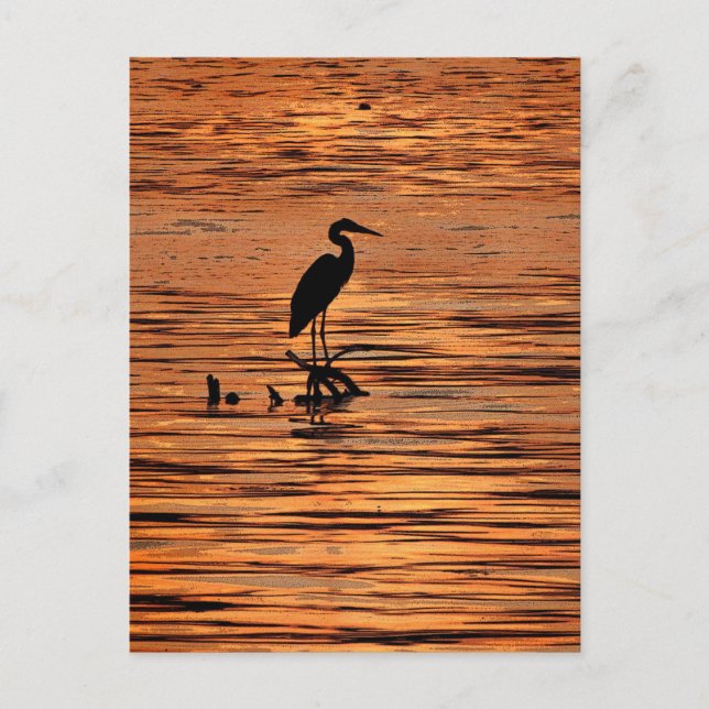 Heron at Sunset Postcard (Front)