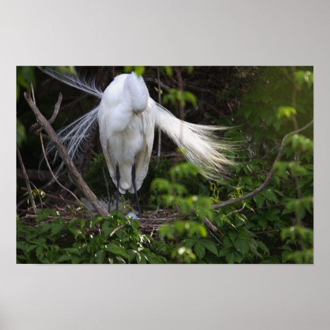 Heron Bird in Tree Poster (Front)