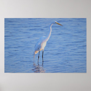 Heron Bird Photo Poster