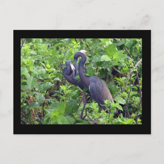 Heron Couple Postcard (Front)