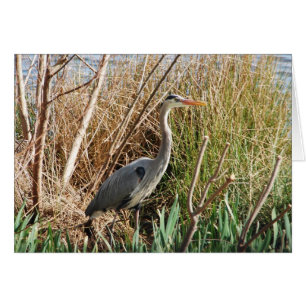 Heron Enjoying Sunshine