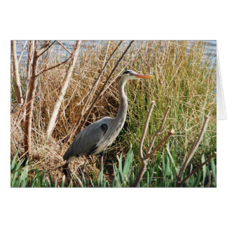 Heron Enjoying Sunshine