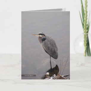 Heron Facing the Storm Card
