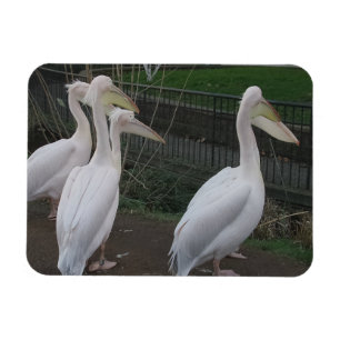 Heron Family  3"x4" Magnet