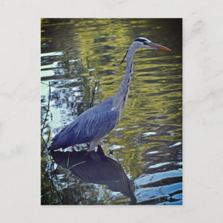 Heron Feeding in the Pond at RHS Wisley, UK Postcard