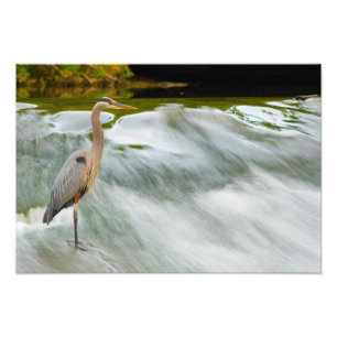 Heron fishing at Olmstead Falls, Ohio Photo Print