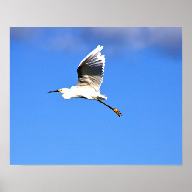 Heron Flying Photo Poster (Front)