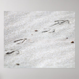 Heron Footprints in the Sand Color 16x20  Poster