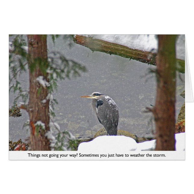 Heron in Snow Photos (Front Horizontal)