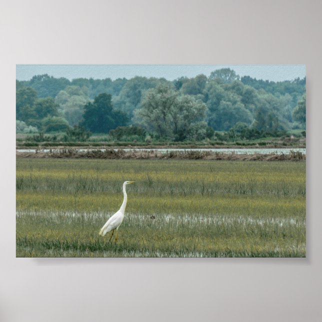 Heron in the grass Poster (Front)