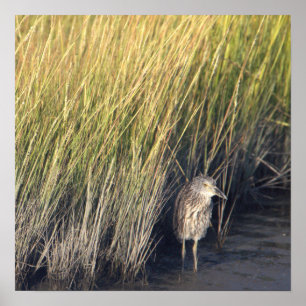 Heron in the Grass Poster