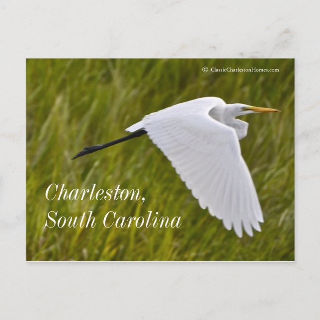 Heron of Charleston Postcard (Front)