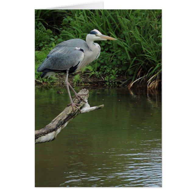 Heron on branch (Front)