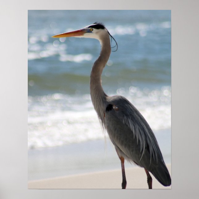 Heron on the Beach Profile Colour 16x20  Poster (Front)