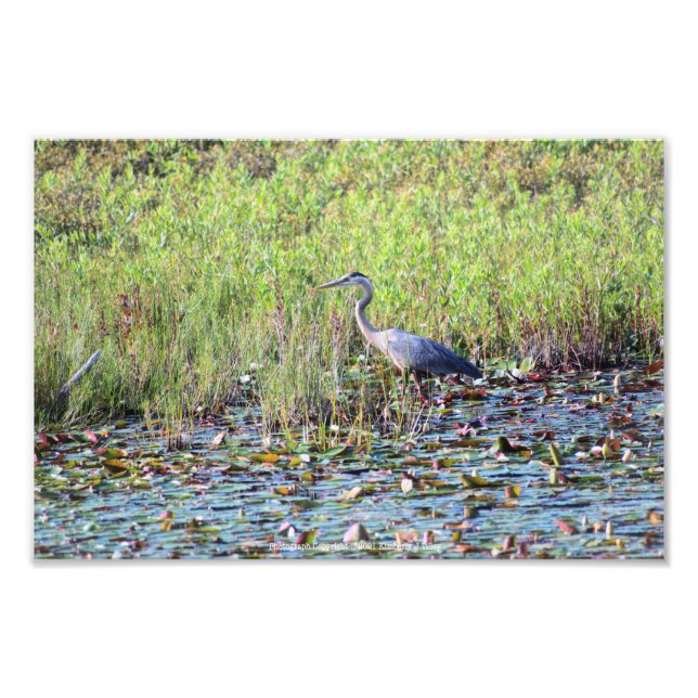 Heron P6450 Photo Print (Front)