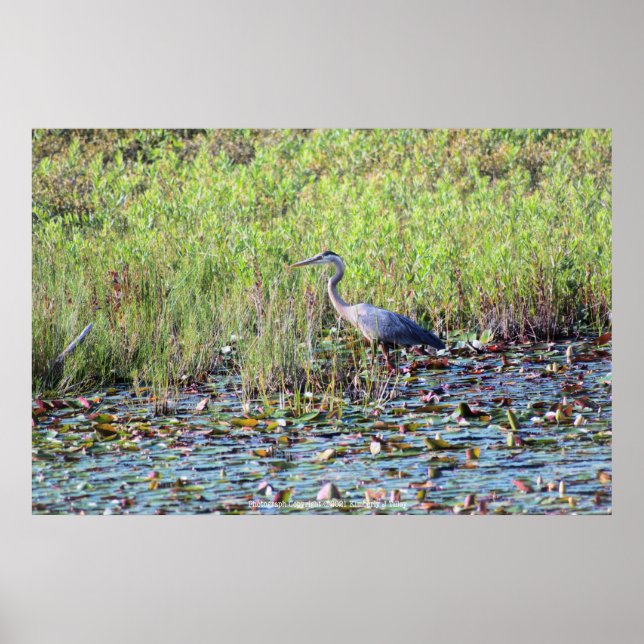 Heron P6450 Poster (Front)