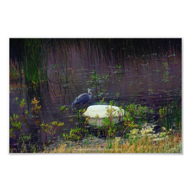 Heron P9687 Photo Print (Front)