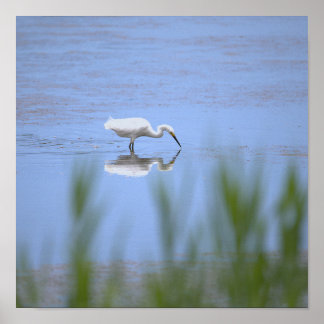 Heron Photo Poster
