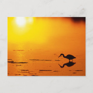 Heron silhouette at sunset, Florida Postcard