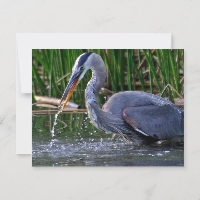 Heron Splash (Front)