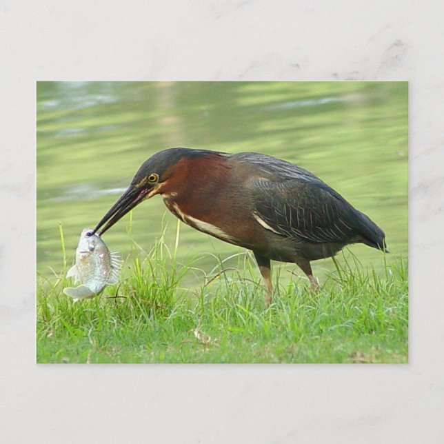 Heron vert avec carte postale de poisson (Devant)