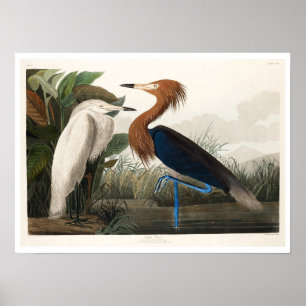 Heron violet par Audubon Poster