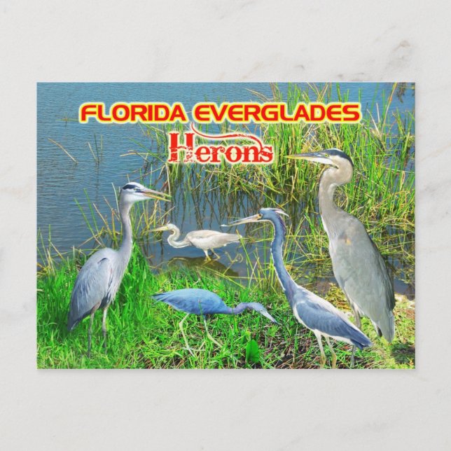 Herons of Everglades National Park, Florida Postcard (Front)