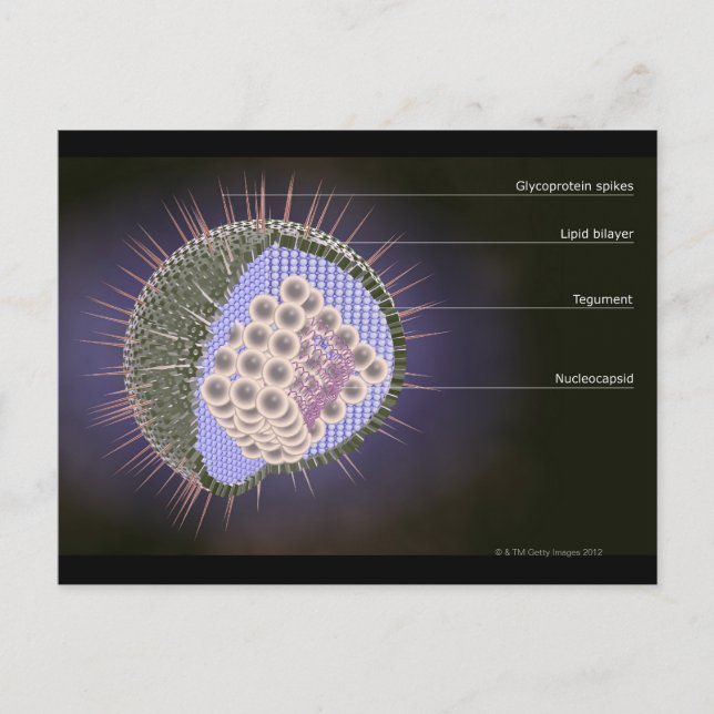 Herpes Virus Structure Postcard (Front)