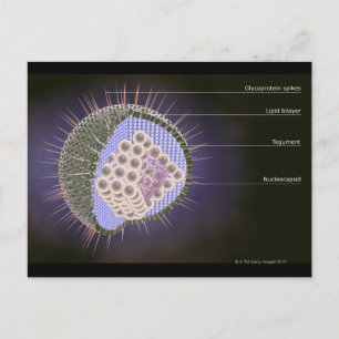 Herpes Virus Structure Postcard