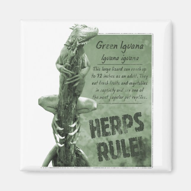 Herps Rule Iguana Magnet (Front)