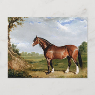 Herring - A Clydesdale Stallion, fine art, Postcard