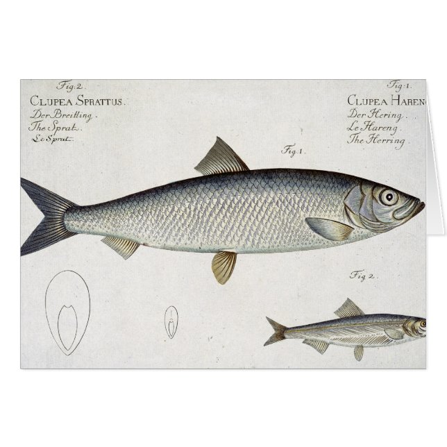 Herring (Clupea Harengus) (Fig. 1) and Sprat (Clup (Front Horizontal)