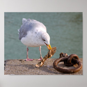 Herring gull holding a paper in its beak poster