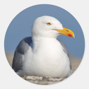 Herring gull lying on wall classic round sticker