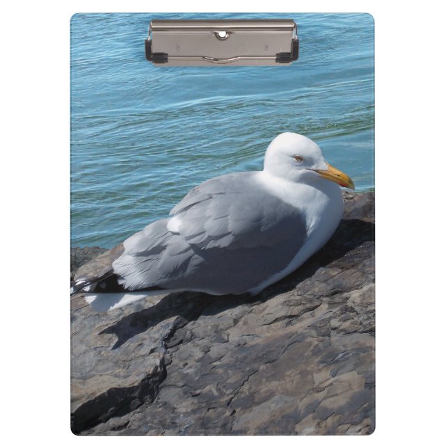 Herring Gull on Rock Jetty Clipboard (Front)