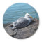 Herring Gull on Rock Jetty