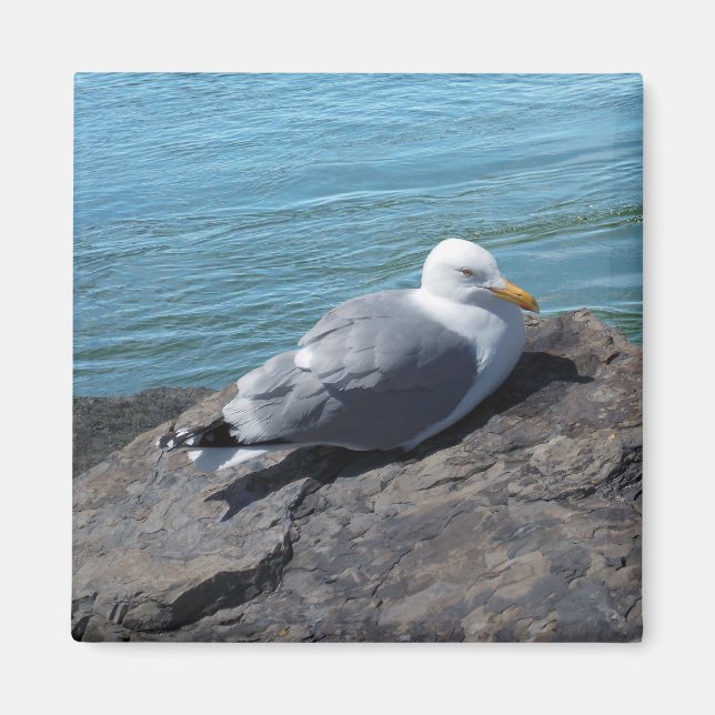 Herring Gull on Rock Jetty Magnet (Front)