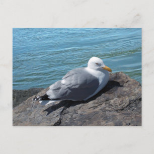 Herring Gull on Rock Jetty Postcard